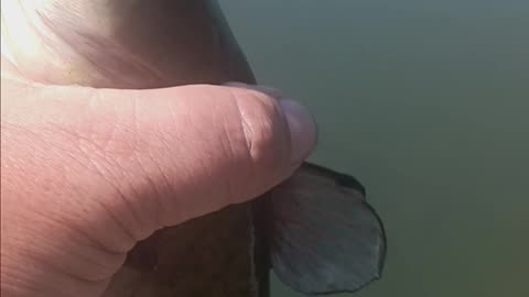 Bullhead catfish