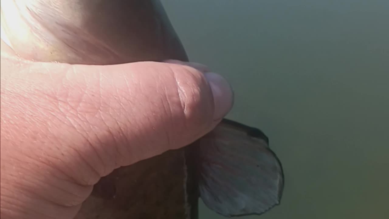 Bullhead catfish