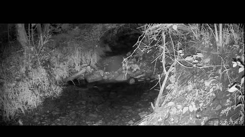 Live Stream