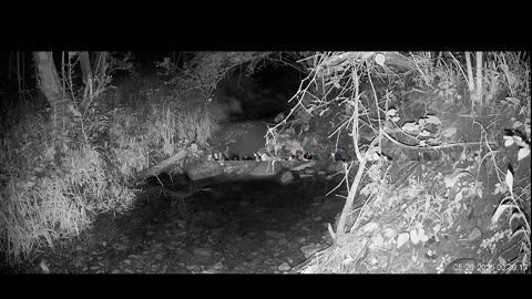 Live Stream