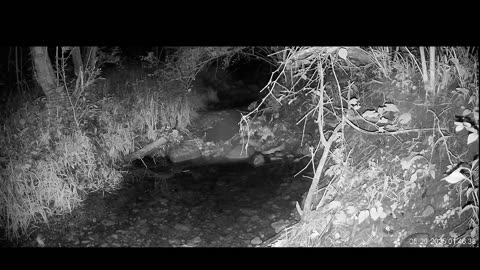 Live Stream