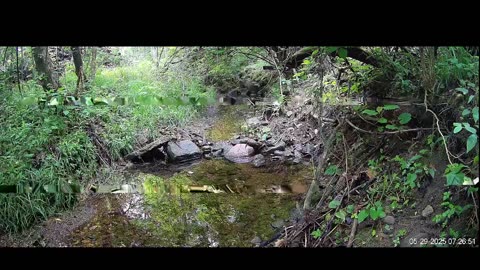 Live Stream