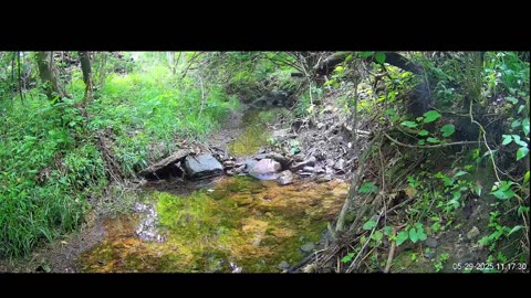 Live Stream