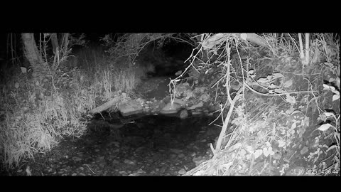 Live Stream