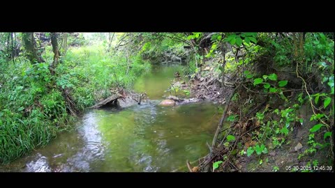 Live Stream