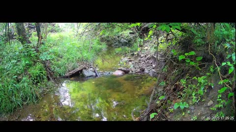 Live Stream