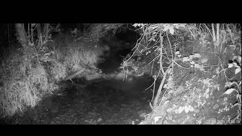 Live Stream