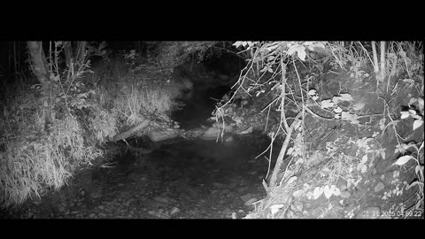 Live Stream