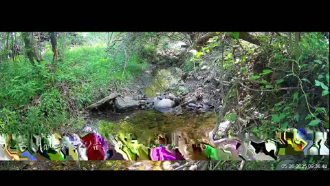 Live Stream