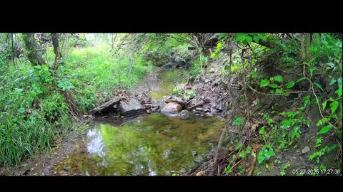 Live Stream