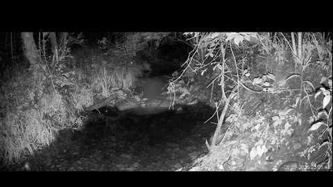 Live Stream