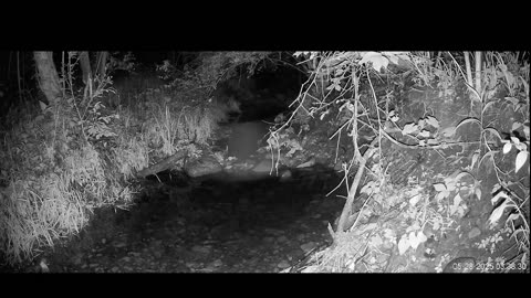 Live Stream