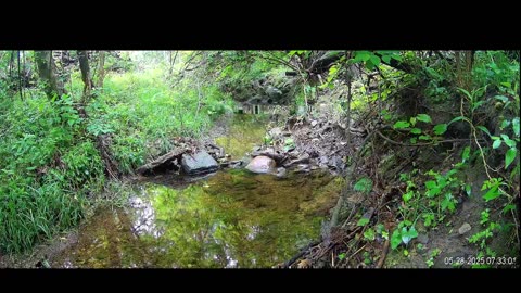 Live Stream