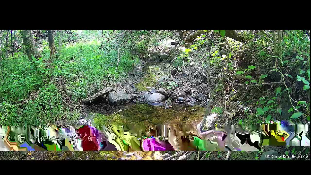 Live Stream