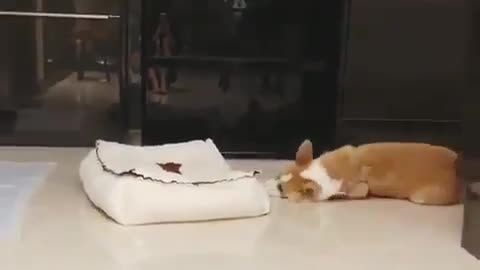 Fun Animals