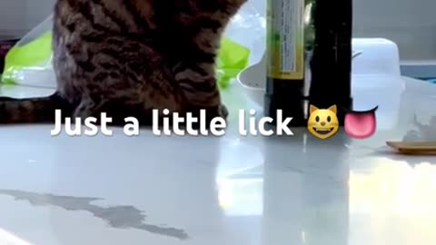 😂🐶 Just a Little Lick? Think Again! | FunFM