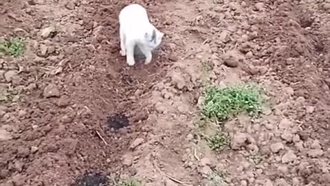 😍😍😘🔥 😍💦 FUNNY Animals and pet's💕😘 😘🔥 💕😘 😍💦 💦