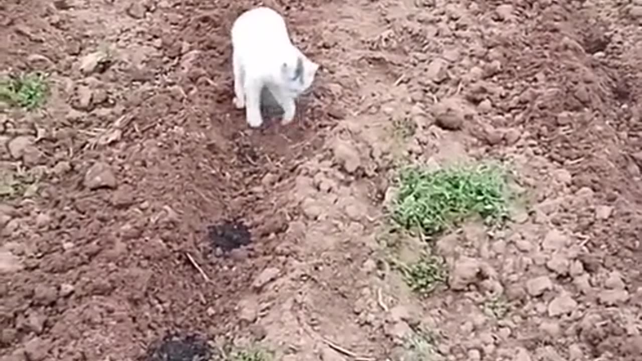 😍😍😘🔥 😍💦 FUNNY Animals and pet's💕😘 😘🔥 💕😘 😍💦 💦