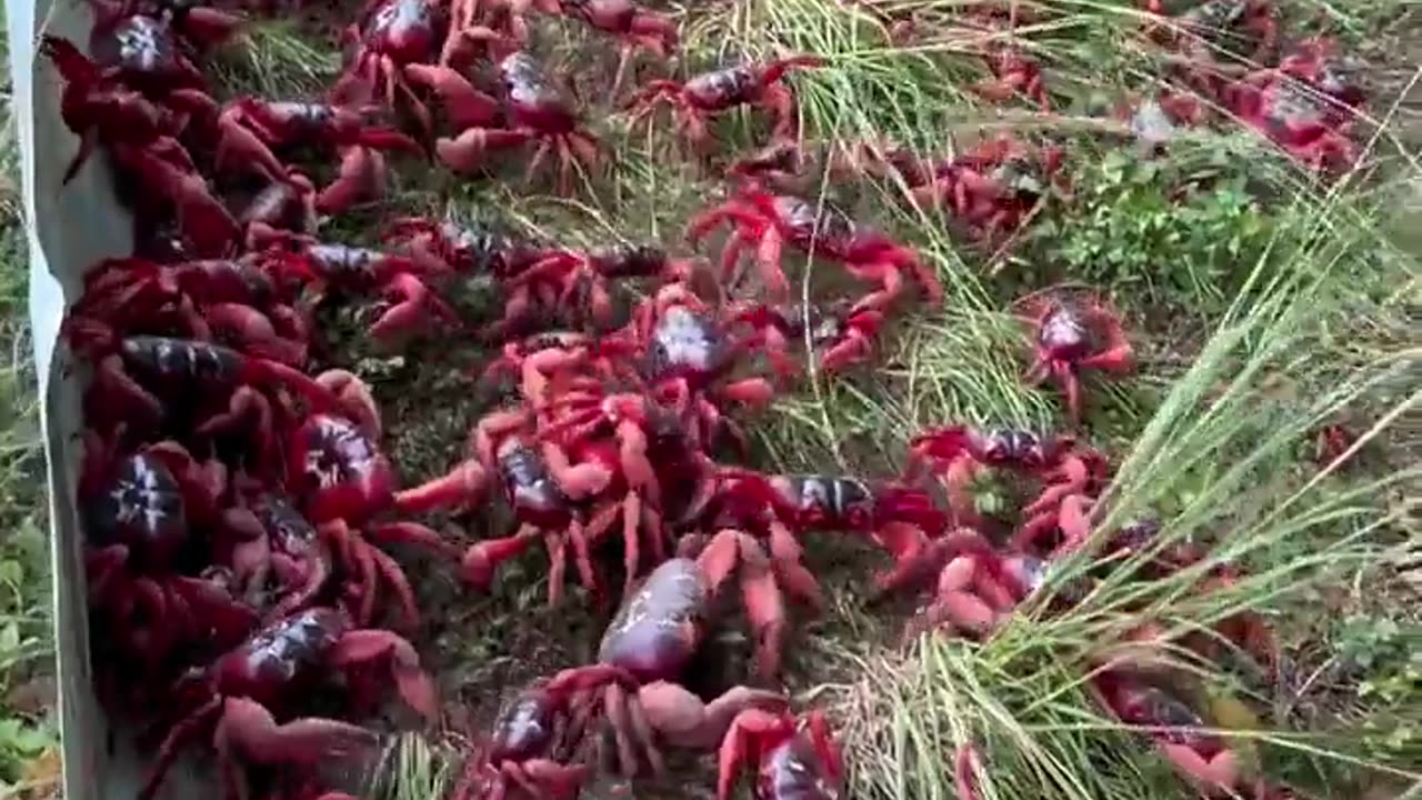 ✨🌴 Mind Blown! Watch 100 Million Red Crabs Migrate En Masse! | FeedMyCuriosity