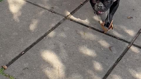 French Bulldog's Sticky Slobber Traps Leaves