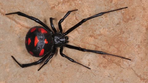 CrystalFire7x's Top 20 Favorite European Animals