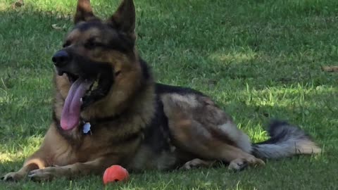 Virgil german shepherd.