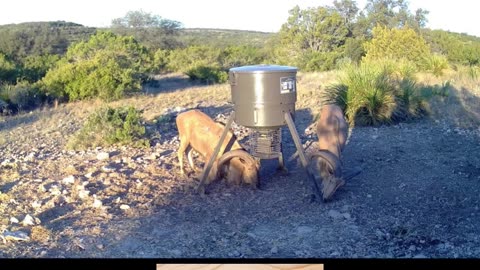 Some Target Animals on the Game Cam! #hunting #bowhunting #bow #whitetail #turkey #texas #explore