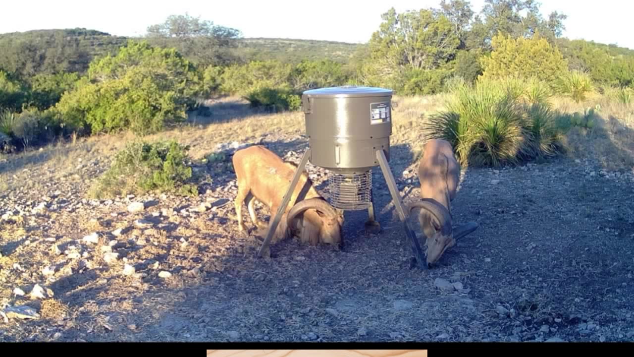 Some Target Animals on the Game Cam! #hunting #bowhunting #bow #whitetail #turkey #texas #explore
