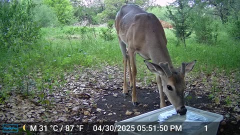 And Bam!!! Antlers!!!