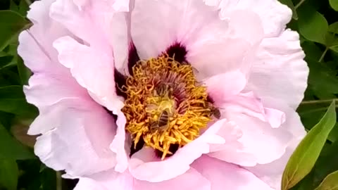 Pink tree peony