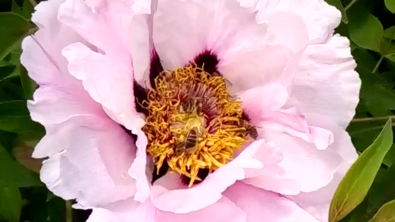 Pink tree peony