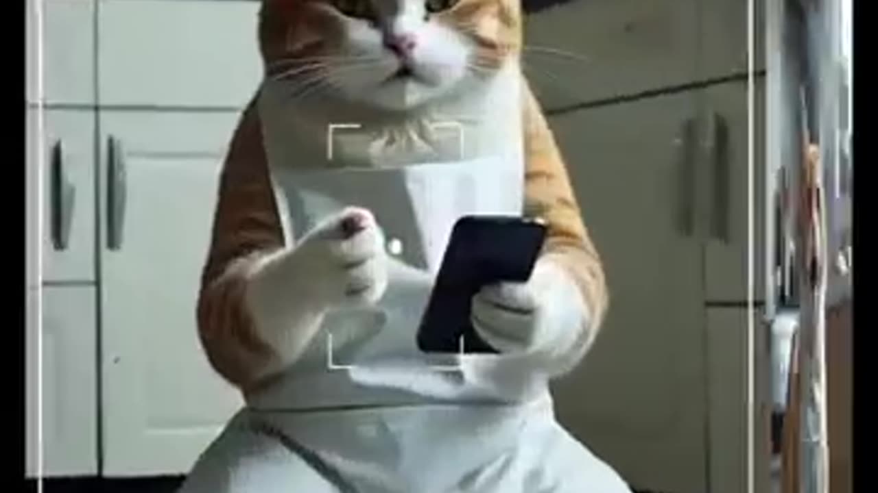 funny animal