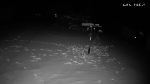 Bird Feeder in Western Maryland USA