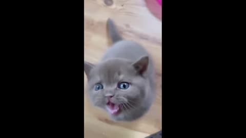 hilarious animal compilation-701 - funniest cats videos