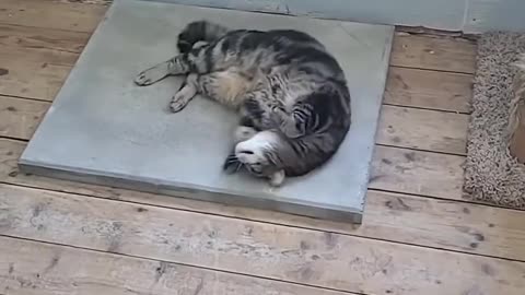 Draw Me Like A French Girl 😹