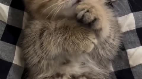 #kitty #cutecat #foryoupage #funnycat #cuteanimals