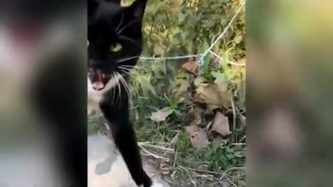 Funniest Cats and Dogs Videos 2025😼🐶Try Not To Laugh😜
