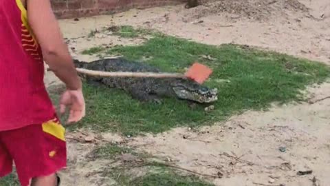 Crocodiles are afraid of shovels.