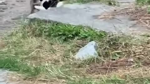 funniest Cats and Dogs