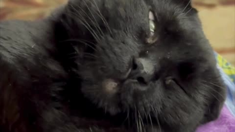 Precious Piper Makes a Cute Face While Falling Asleep - Adopting a Cat from a Shelter Vlog #shorts