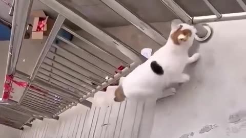 Fail video cat compilation