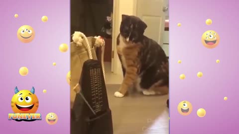 Cute cats and owners best friends compilation! #2