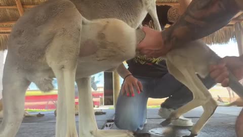 Animal world..