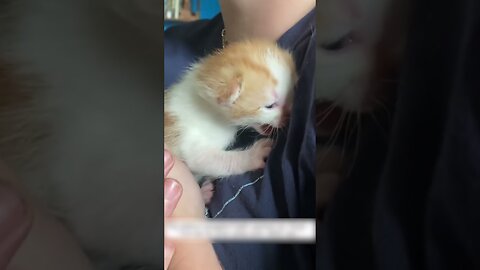 The cat with the kittens was hiding on the roof and the guy found them a real house