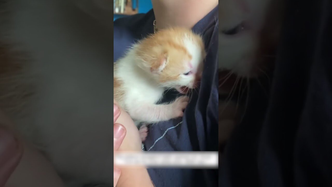 The cat with the kittens was hiding on the roof and the guy found them a real house