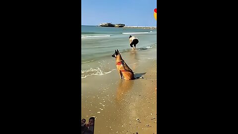 #military #army #malinois #soldier #specialforces #edm #remix #k9 #k9중고 #funny #dog