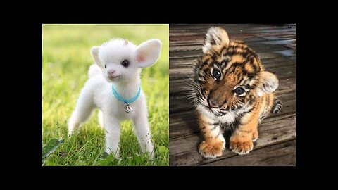 Cute Baby Animals Videos Compilation | Funny and Cute Moment of the Animals #28 - Cutest Animals