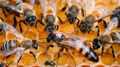 the heart is the queen bee