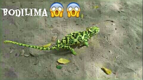 Bodilima in Sri Lanka 😱😱😱😱