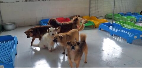 Should animal breeding be banned
